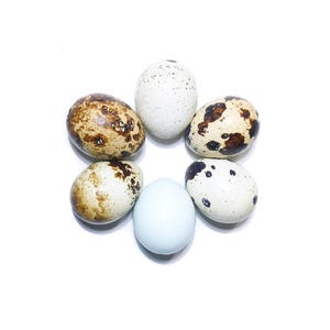 Beautiful Little Hollow Real Eggshells - Specially Selected Best Colours & Designs - Unique Varieties, No Dye - Happy Birds, Kind Farming
