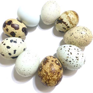Beautiful Little Real Eggshells - Specially Selected Colours & Designs - Natural, No Dye
