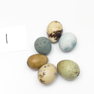 Rare Natural Little Eggshells, Collectible Curiosity for Wabi-Sabi Decor
