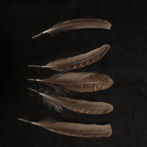 25 Brown Wing Feathers with Beautiful Designs - 2.5 - 3&quot; - Naturally Shed, Cruelty Free