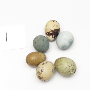 May include: Six small, oval-shaped eggs with various speckled patterns and colours, including cream, brown, sage green, and pale blue. A white rectangular card with the handwritten number 1 is positioned to the left of the collection of eggs.