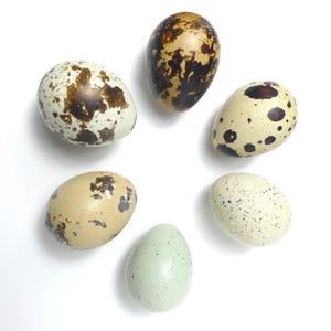 Finest Decorative Real Eggshells | Minimalist Natural Home Display | Curated Accents