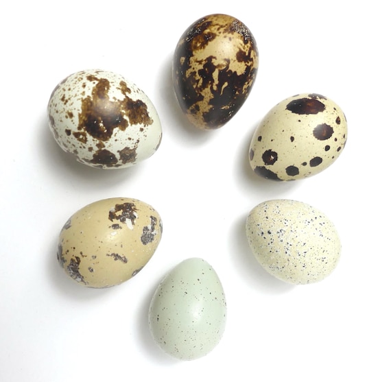 Extraordinary Little Real Eggshells - Wabi Sabi Organic Decor, Nature-Inspired Home