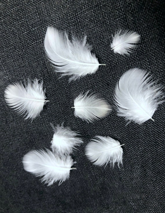 30 diminutas plumas blancas suaves: 0,5