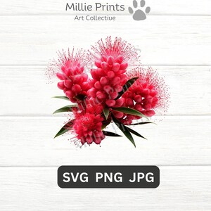 Cepillo de botella SVG PNG JPG Cricut Flor nativa Imágenes Clipart Gráficos Regalo Decoración Camiseta Australia Plantas artesanales nativas Australia Cepillo de botella