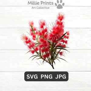 Cepillo de botella SVG PNG Regalo Cricut Imágenes de flores nativas Imágenes prediseñadas Gráficos Regalo Decoración Camiseta Australia Plantas artesanales nativas Australia Navidad