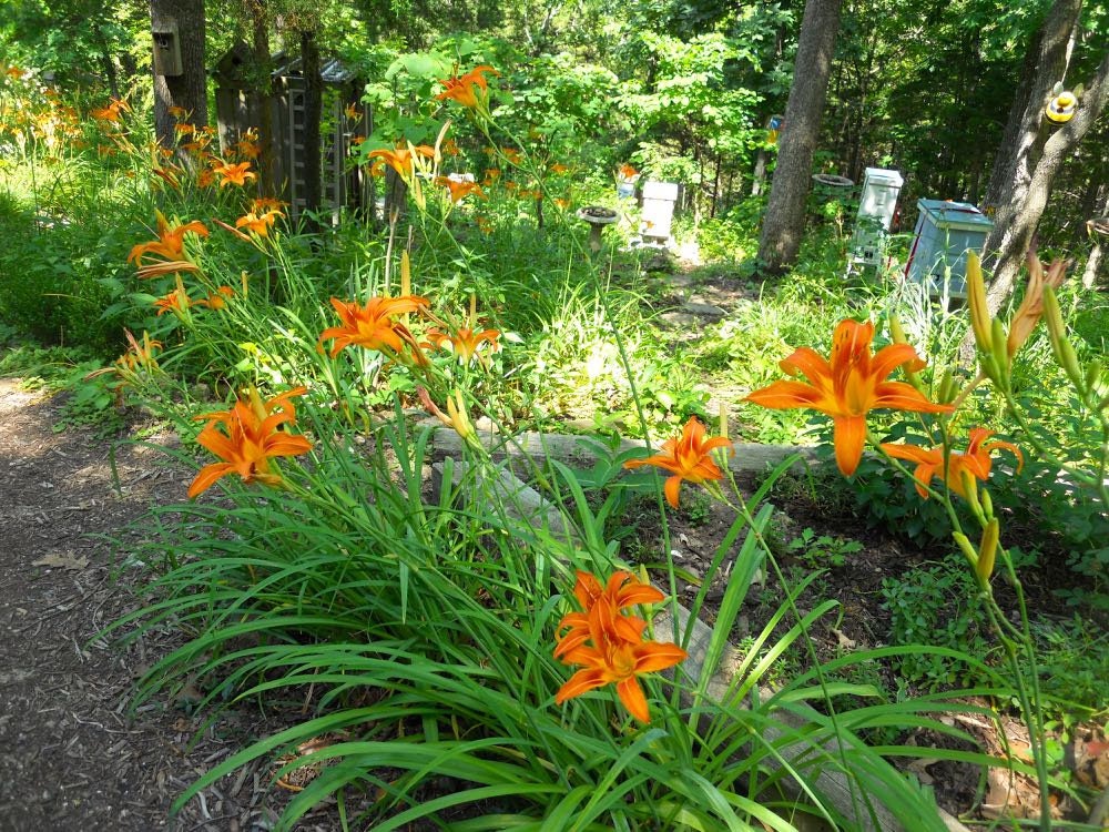 8 Orange Day Lily Tiger Day Lilly Ditch Lily Bare Root Etsy