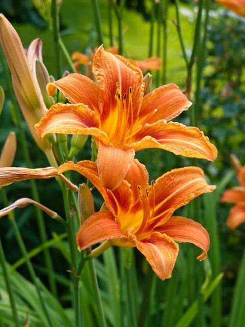 8 Orange Day Lily Tiger Day Lilly Ditch Lily Bare Root Etsy