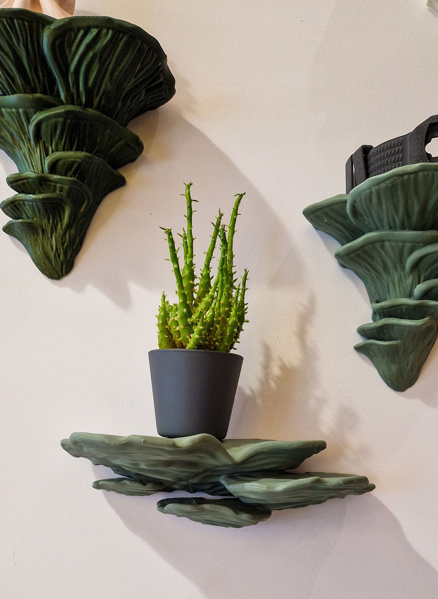 Wall Shelf Ostrea Fungus Small Wall Shelf Plant Shelf Etsy