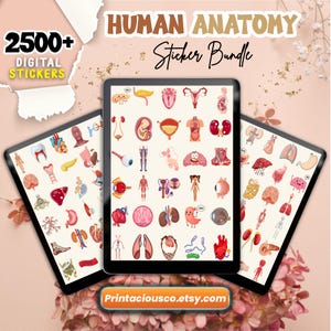 2500+ Human Anatomy Stickers | Medical Stickers|Biology & Anatomy Stickers| Human Body Stickers|Individual PNG Stickers| Digital Sticker Set