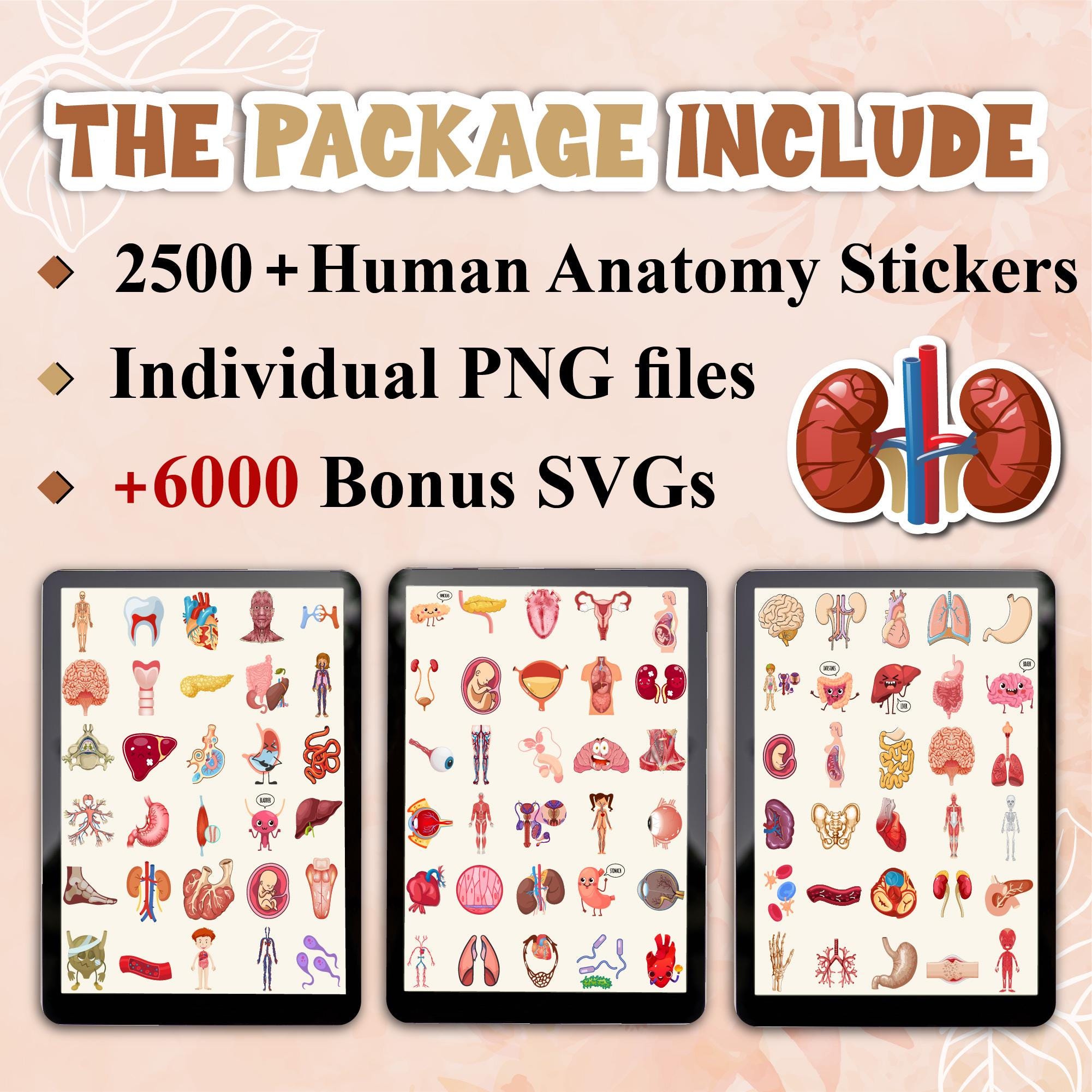 Human Anatomy Stickers Png