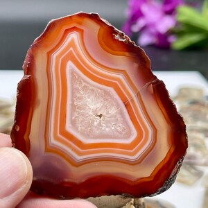 May include: A close-up of a red agate slice with white and orange banding. The agate has a natural, irregular shape and is translucent.