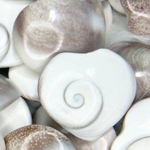 May include: A close-up of several white and grey heart-shaped seashells with a spiral pattern. The shells are smooth and polished.
