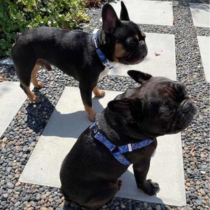 Colorful Quick Release Printed Webbing DOG HARNESS