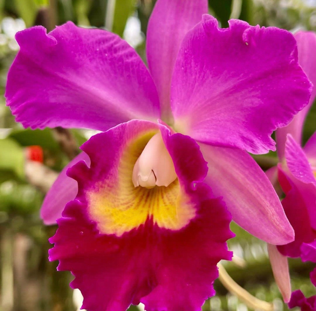 Potinara Hawaiian Charisma hawaii Orchid Plant Etsy