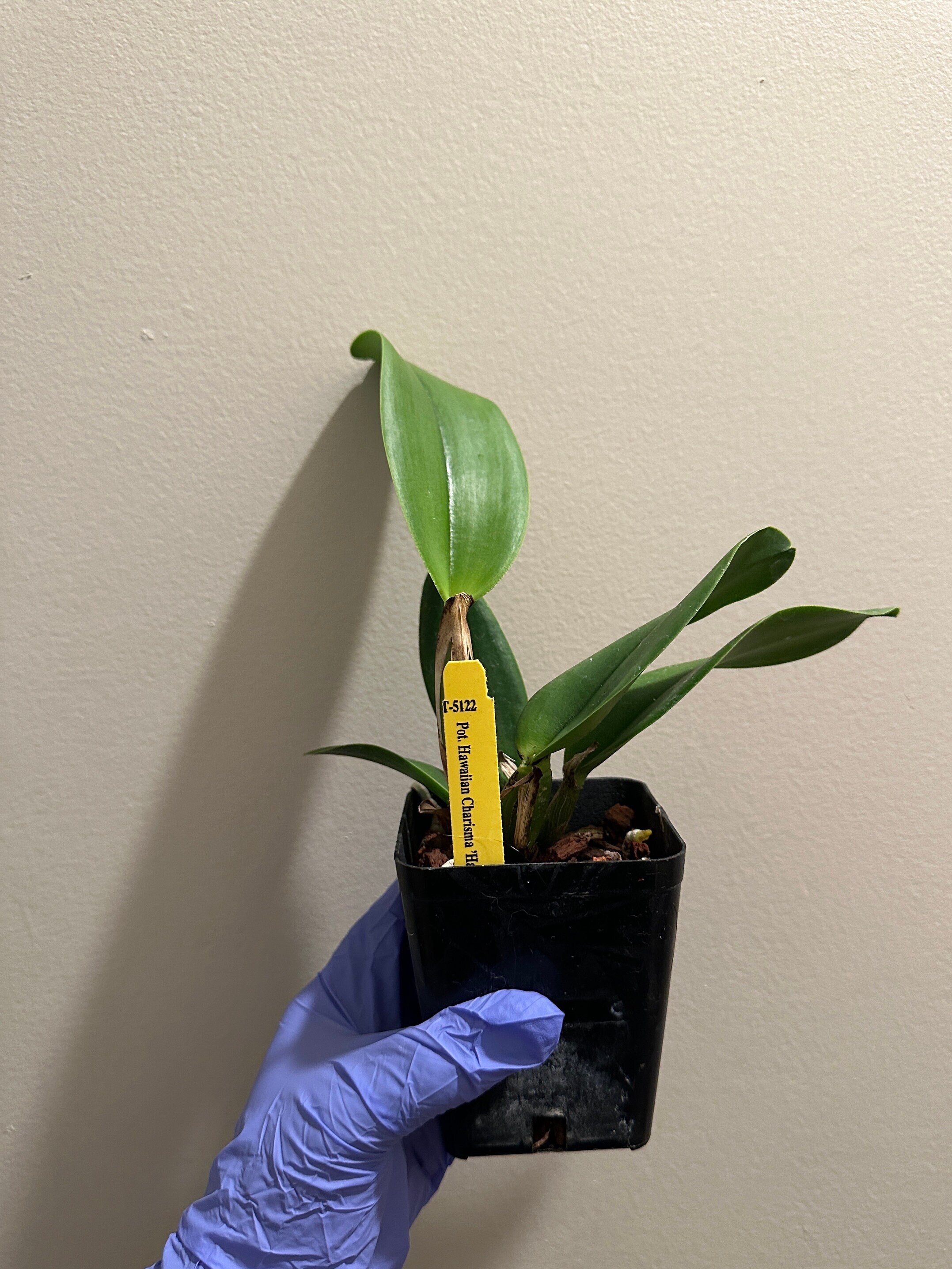 Potinara Hawaiian Charisma hawaii Orchid Plant Etsy