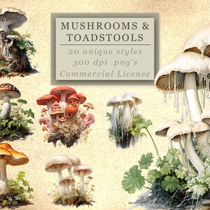 Collection de clipart champignons et champignons vénéneux pour l'art et le design - beaux graphiques PNG aquarelle fongiques pour le scrapbooking