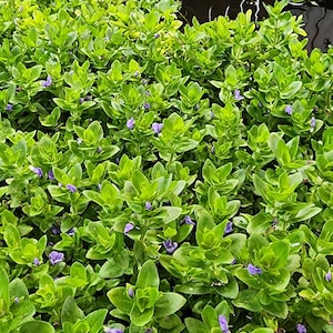 Bacopa Caroliniana (5) Steli di piante vive per acquario/stagno