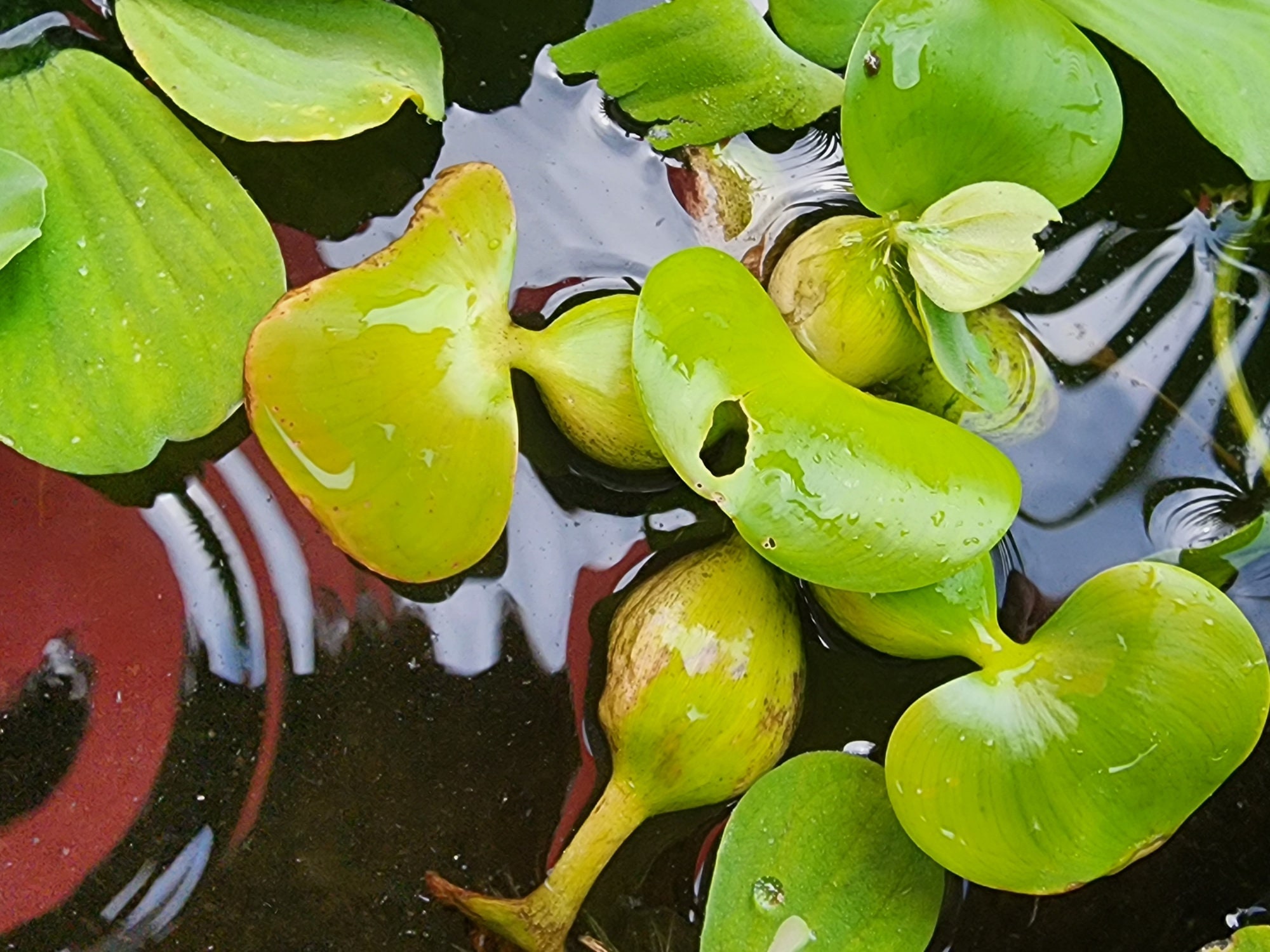 Water Hyacinth, Eleocharis Crassipes, Live Aquarium/aquatic/floating
