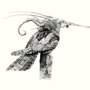 Puede incluir: Un dibujo detallado en blanco y negro a pluma y tinta de un pájaro con intrincados patrones en sus plumas y un pico largo y delgado. El pájaro está posado en una rama.