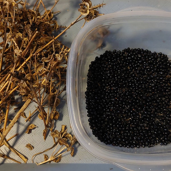 Blackberry lily - 2023 seed