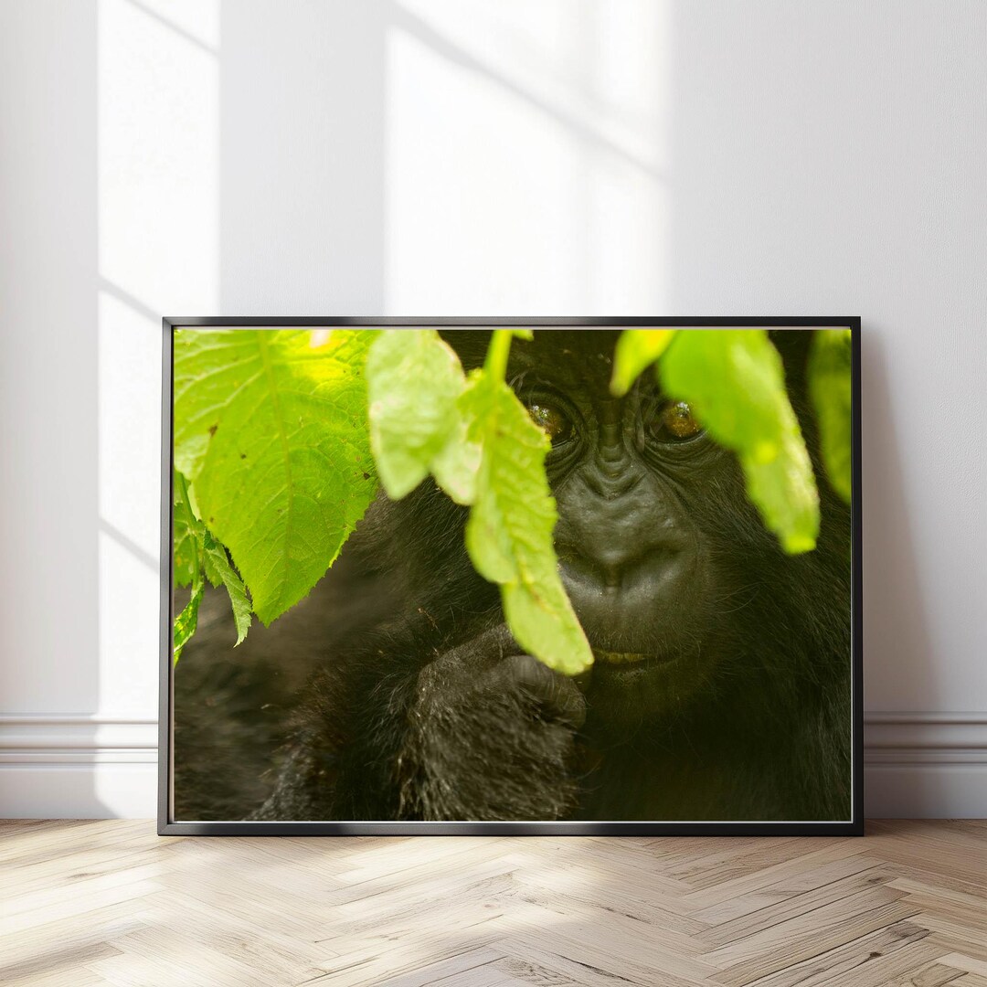 Limited Edition Original Photograph of Baby Gorilla in Rwanda Fine Art ...