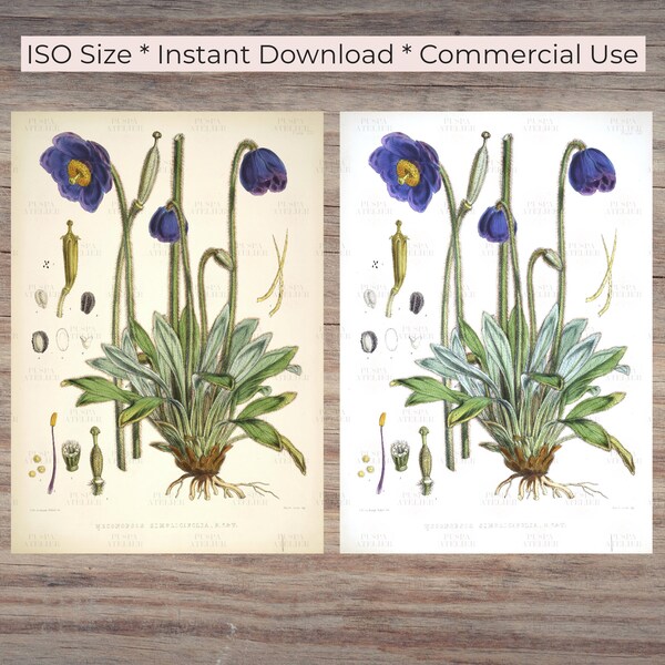 Himalayan Blue Poppy - Etsy