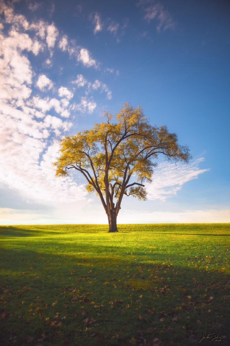 Tree in Grass Field, Autumn, Golden Hour, Printable Wall Art, Real ...