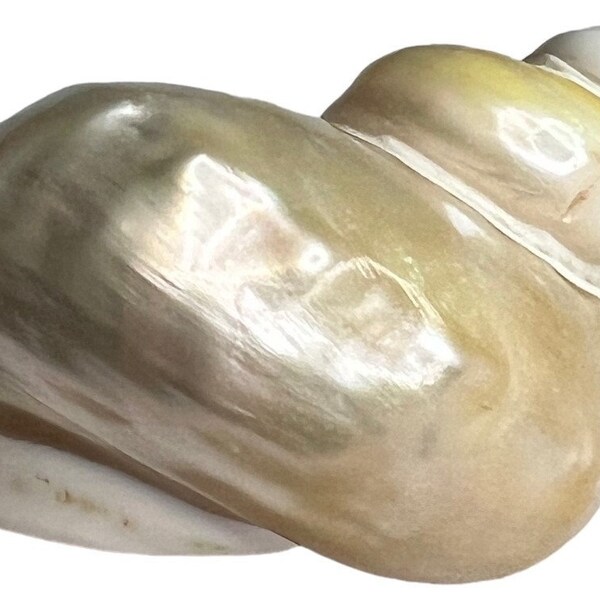Natural Iridescent Pearlized Turbo Marmoratus Satin Seashell. Excellent Condition