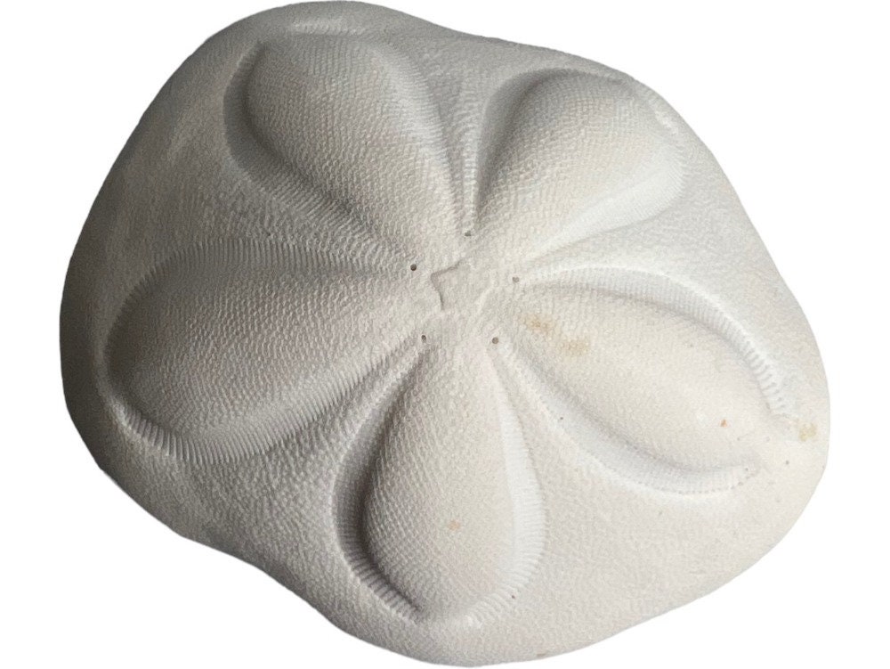 Large Sea Biscuits 2 PC Large Sand Dollars Seashell Supply