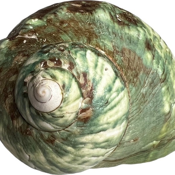 Natural Turbo Marmoratus Green Turban Shell (4 inch x 4 inch) from an Antique Collection