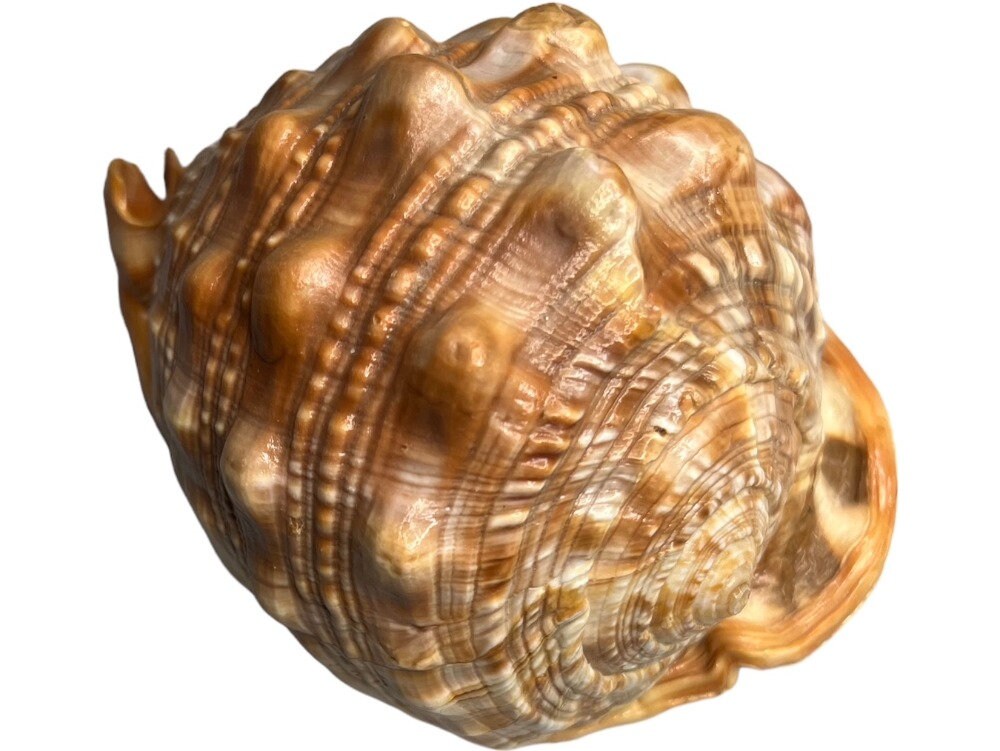 Large Natural Bullmouth Bull Mouth Helmet Conch Seashell - Etsy