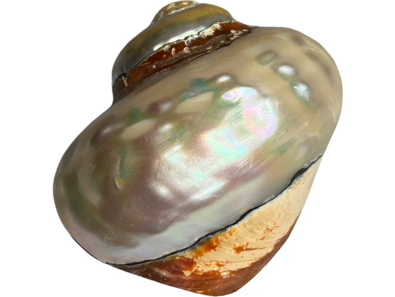 African Turbo Seashell: Brown Samaticus Pearlized Shell, Natural ...