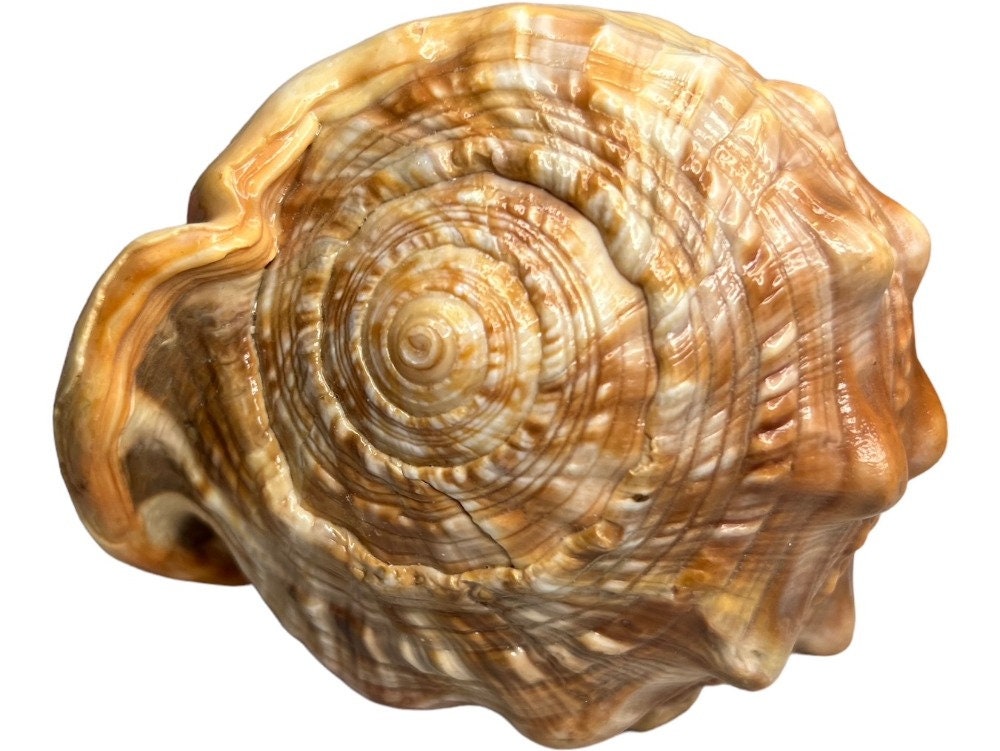 Large Natural Bullmouth Bull Mouth Helmet Conch Seashell - Etsy