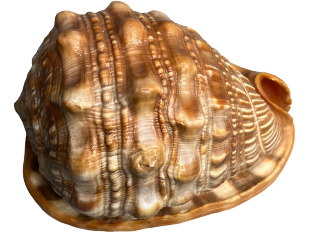 Large Natural Bullmouth Bull Mouth Helmet Conch Seashell - Etsy