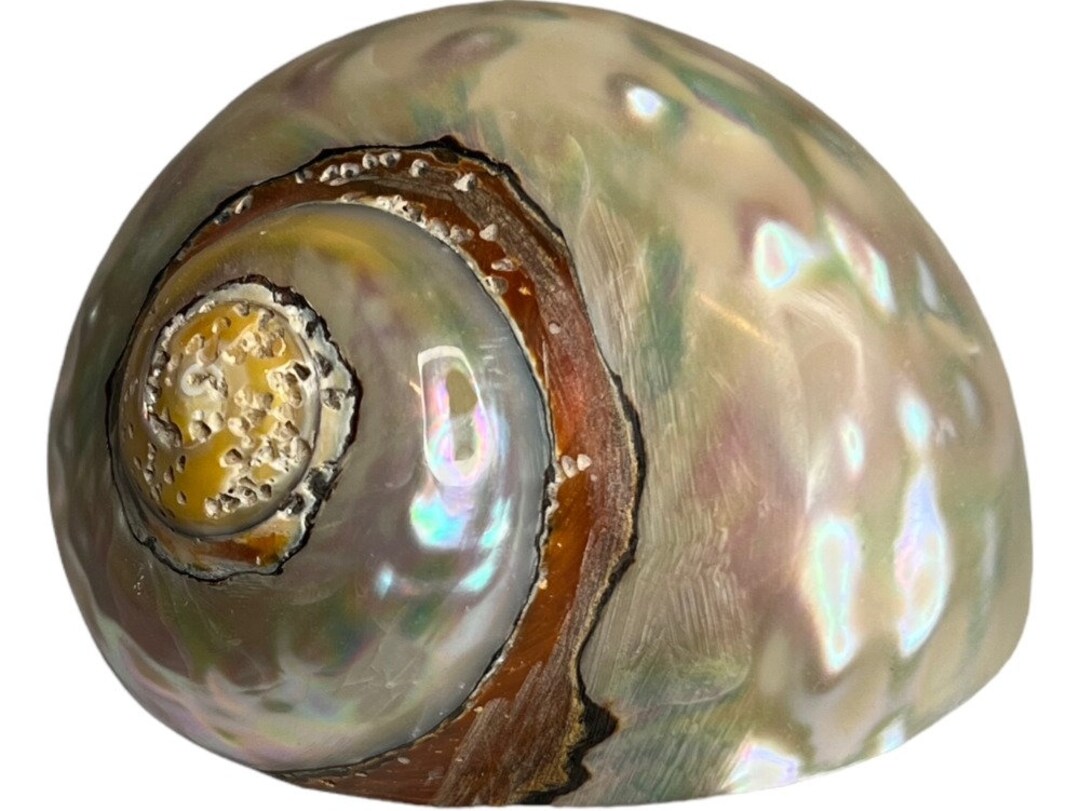 African Turbo Seashell: Brown Samaticus Pearlized Shell, Natural ...