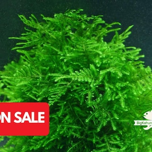 ACHETEZ-VOUS GRATUITEMENT Mousse de Java, plante d'aquarium de mousse de Bogor | Plante d'aquarium facile | Plante