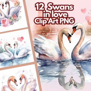 Acuarela Clip Art Cisnes enamorados Fondo transparente Clip Art Uso comercial gratuito Sin licencia Clip Art Aves Amor Png Diseño gráfico
