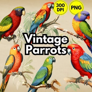 Clip Art Papageien Vintage Retro Illustrationen png Sublimation Helle Vögel Clipart Bundle Tropical Elements Vogel Bunte png Bilder Design
