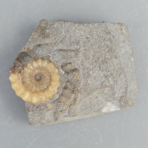 May include: A fossilised ammonite, a spiral-shaped shell, embedded in a grey rock. The ammonite is cream-coloured with a darker centre.