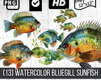 Bluegill Sunfish Clipart - Download digital de peixe aquarela, presente de dia dos pais, fundo transparente, clipart de pesca, uso comercial