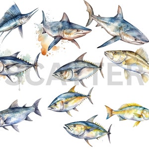 K&ouml;nnte beinhalten: Aquarellmalerei verschiedener Fischarten, darunter ein Hai, ein Thunfisch und ein Segelfisch. Die Fische sind in einem realistischen Stil mit detaillierten Schuppen und Flossen dargestellt. Das Gem&auml;lde ist auf einem wei&szlig;en Hintergrund mit Aquarellspritzer.