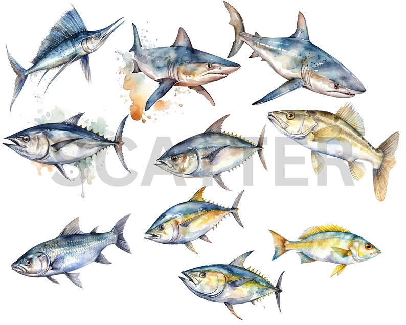 K&ouml;nnte beinhalten: Aquarellmalerei verschiedener Fischarten, darunter ein Hai, ein Thunfisch und ein Segelfisch. Die Fische sind in einem realistischen Stil mit detaillierten Schuppen und Flossen dargestellt. Das Gem&auml;lde ist auf einem wei&szlig;en Hintergrund mit Aquarellspritzer.