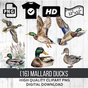 Patos mallard / Paquete de imágenes prediseñadas de aves silvestres / Descarga instantánea PNG / Gráficos al aire libre
