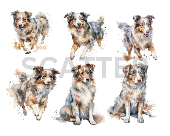 Watercolor Australian Shepherd Digital Clipart PNG Australian