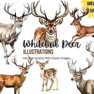 Clipart cerf | Cerf de Virginie | Clipart chasse | Cerf PNG | Extérieur | Cadeau papa | Téléchargement instantané