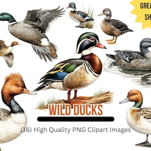 Patos salvajes / Patos de caza / Caza de patos / Mallard / Pintail / Pato negro / Patos pelirrojos / Descarga instantánea / PNG transparente