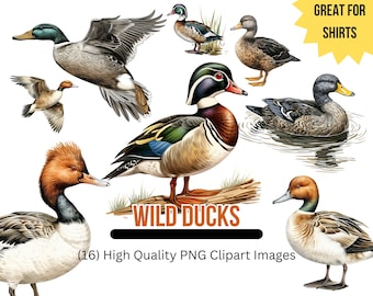 Puede incluir: Una colección de 10 ilustraciones diferentes de patos salvajes, incluyendo un pato de madera, un pato real y un pato de cola puntiaguda. Los patos se representan en varias poses, algunos volando, nadando o de pie en una rama. Las ilustraciones son de estilo realista y son adecuadas para su uso en una variedad de proyectos, como el scrapbooking, la creación de tarjetas y el diseño digital.  (16) Imágenes PNG de clipart de alta calidad