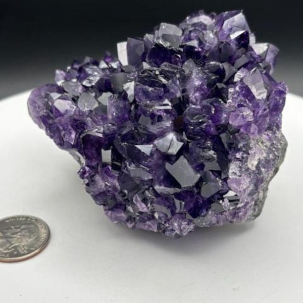 Uruguay Amethyst Flower Uruguayan
