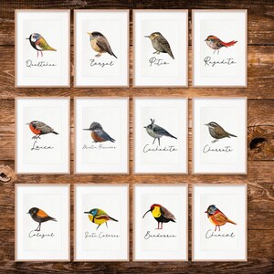 Puede incluir: Un conjunto de doce láminas enmarcadas con ilustraciones de diversas aves, cada una etiquetada con su nombre en letra cursiva. Las aves aparecen de perfil con distintos patrones de color, incluyendo rojo, amarillo, marrón y azul, sobre un fondo blanco dentro de marcos de madera clara.